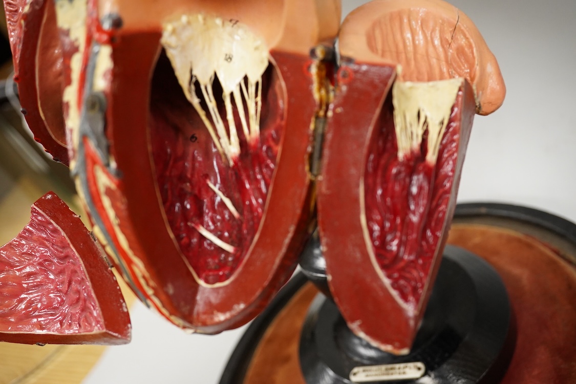 A painted wood and composition model of a human heart by J. Woolley Sons and Co Ltd, Manchester, on an ebonised pedestal and a glass dome, 48cm high